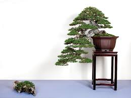 david benavente bonsai empire