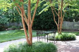 5 best behaved trees to grace a patio