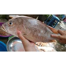 Bulan musim ikan kakap putih. Ikan Kakap Putih Besar Segar 1kg Shopee Indonesia