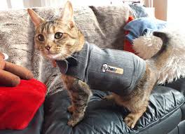 Thundershirt For Cats Reviews Buying Guide 2020