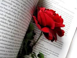 hd wallpaper red rose flower book