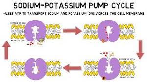 sodium potium pump
