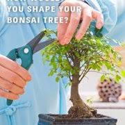 Natures Blossom Bonsai Tree Germination Kit Insteading