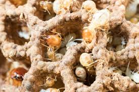 eco friendly termite control that
