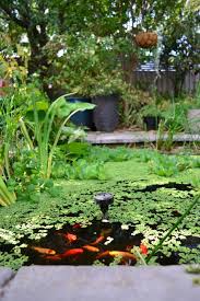 pond azolla water lily water lettuce