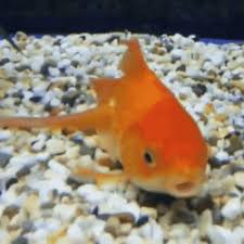 my goldfish sitting at the bottom