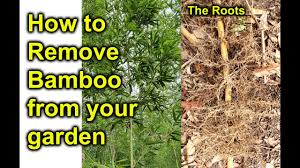 how to remove bamboo from your garden