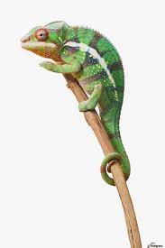 colourful panther chameleon furcifer