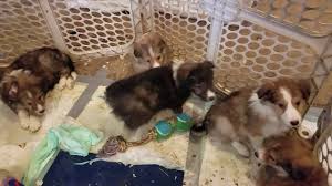 For 12 years, we are border collie puppies breeder and all our puppies are purebred from champion bloodlines. High Plains Sheltie And Border Collies In Falcon Co Pet Adoption By Yellow Pages Directory Inc