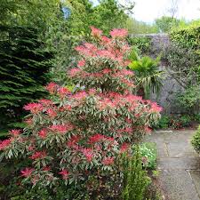 Evergreen Shrubs For Shade That Look
