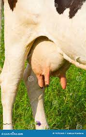 Cow Tits Stock Photos - Free & Royalty-Free Stock Photos from Dreamstime