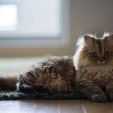 History and genetics of the tabby cat with a list of cat breeds that exhibit. 12 Stunning Persian Cats
