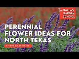 Perennial Flower Ideas For North Texas