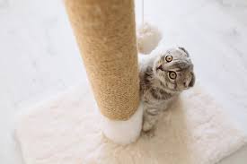 cat scratching post from a log
