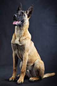 Belgian malinois prices fluctuate based on many factors including where you live or how far you are willing to travel. Belgischer Schaferhund Malinois Hunde