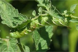 How To Stop Tomato Hornworms Keeping