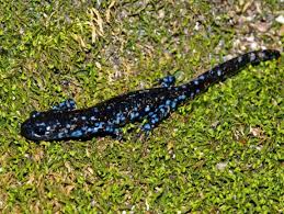 Species Spotlight Blue Spotted Salamander Conserve