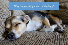 why does my dog shake in his sleep