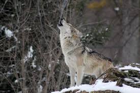 @wolvesespanol 🇪🇸 | 🇵🇹 @wolvesprt. With Wolves Already In Colorado Routt County Ranchers Oppose Reintroduction Steamboattoday Com