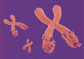 chromosomes helps drive cancer spread