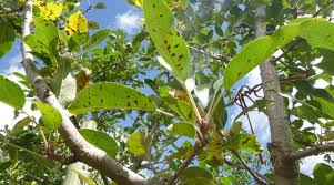 alternaria leaf spot prevention and