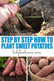 how to plant sweet potatoes lady lee