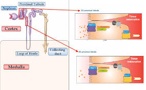 the kidney in glucose homeostasis