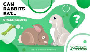 can rabbits eat green beans we re