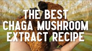 best chaga mushroom extract recipe