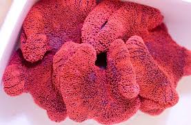 red carpet saddle anemone