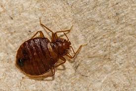 How Did Bed Bugs Invade My Murfreesboro