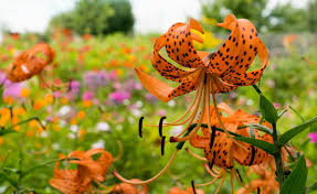 tiger lily s fl story bold meaning