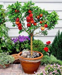 14 Best Fruits To Grow In Pots Fruits