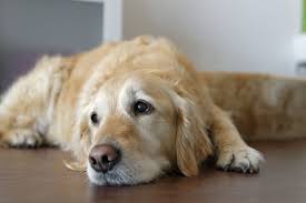 hemangiosarcoma in dogs