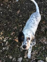 Only guaranteed quality, healthy sir edward laverack developed the english setter from early french hunting dogs in the early 1800's. Purchased My First Ever English Setter Michigan Sportsman Com