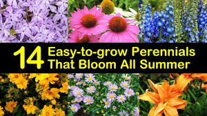 That's why even avid gardeners and plant enthusiasts have found a fondness for perennials. 14 Easy To Grow Perennials That Bloom All Summer