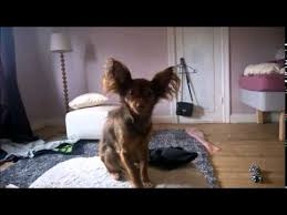 russian toy terrier info puppies