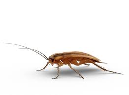 Our professional roach control products are the same professional roach products that are used by pest control companies. Small Roaches How To Get Rid Of German Roaches Raid Bug Basics