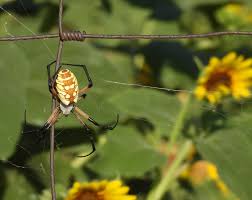 spectacular spiders are crucial