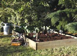 Growing Your Own Vegetables For Beginners
