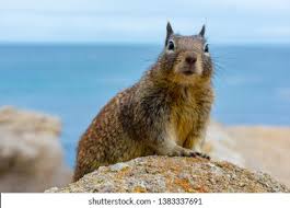 California Grey Squirrel HD Stock Images | Shutterstock