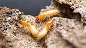 how long does a termite treatment last