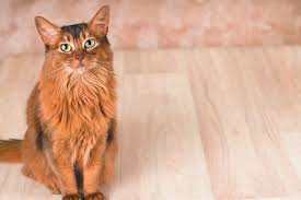 the best flooring for cats catster