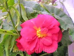 Tropical flowering plants in india. Tropical Flowers The Flower Expert Amp 45 Flowers Encyclopedia