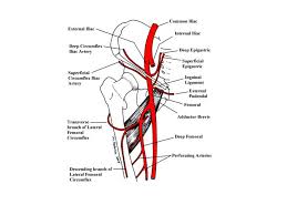 Female internal iliac artery branches. Ppt Pelvic Blood Supply Powerpoint Presentation Free Download Id 161385