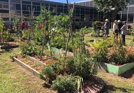 Community Gardens In America Grow