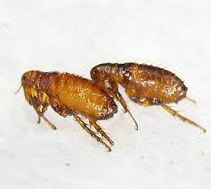 flea bites on humans symptoms