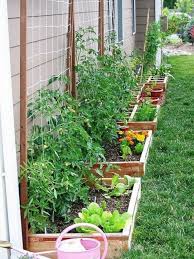 Backyard Vegetable Gardens