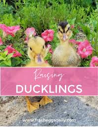 Beginners Guide To Raising Ducklings