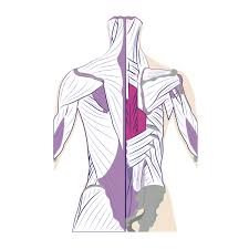 In this position, the body is straight in standing position with prone position: Back Muscles Anatomy Of Upper Middle Lower Back Pain In Diagrams Goodpath